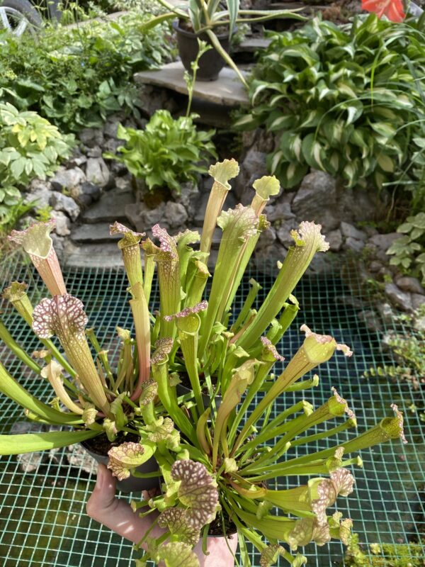 Sarracenia mix hybride