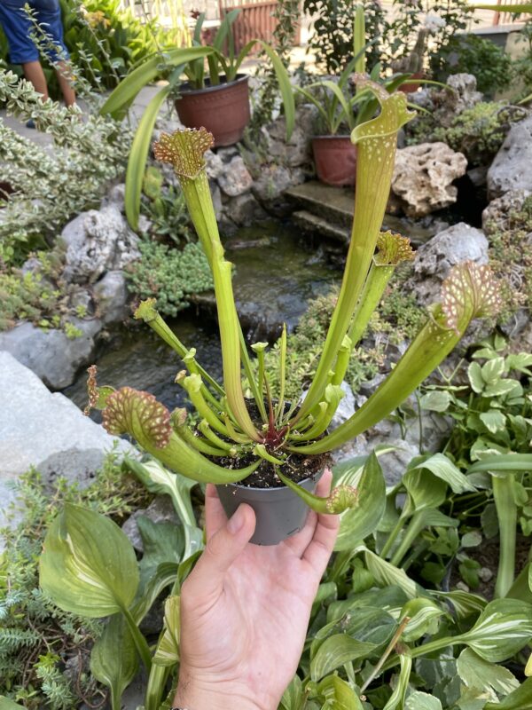 Sarracenia mix hybride