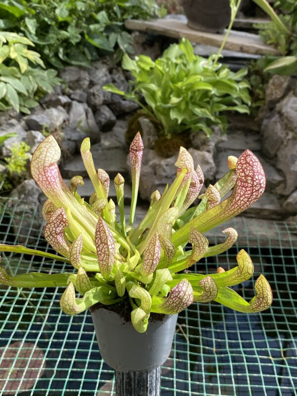 Sarracenia scarlet belle