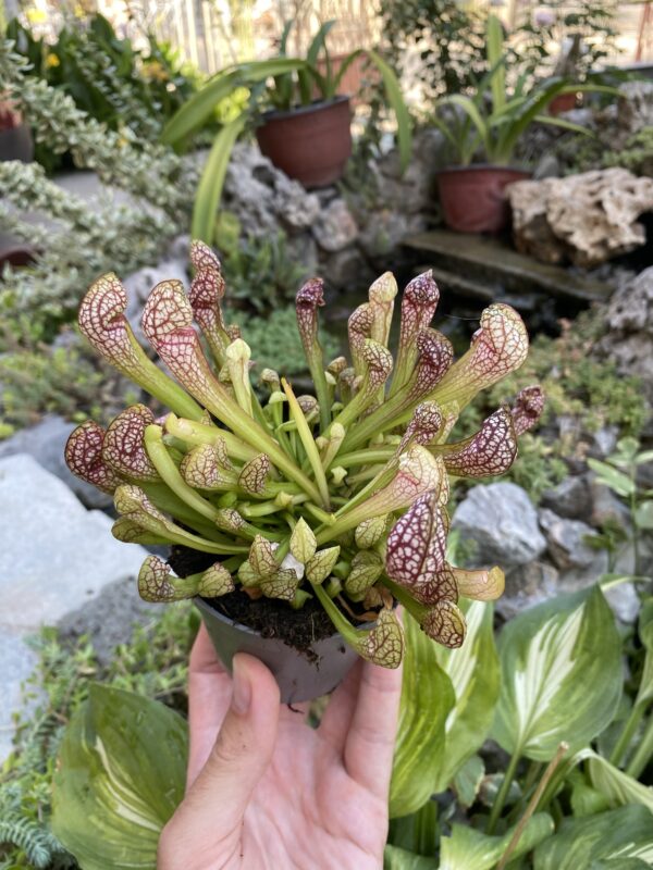 Sarracenia scarlet belle