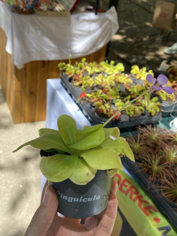 Pinguicula