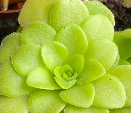 Pinguicula (Masna biljka)