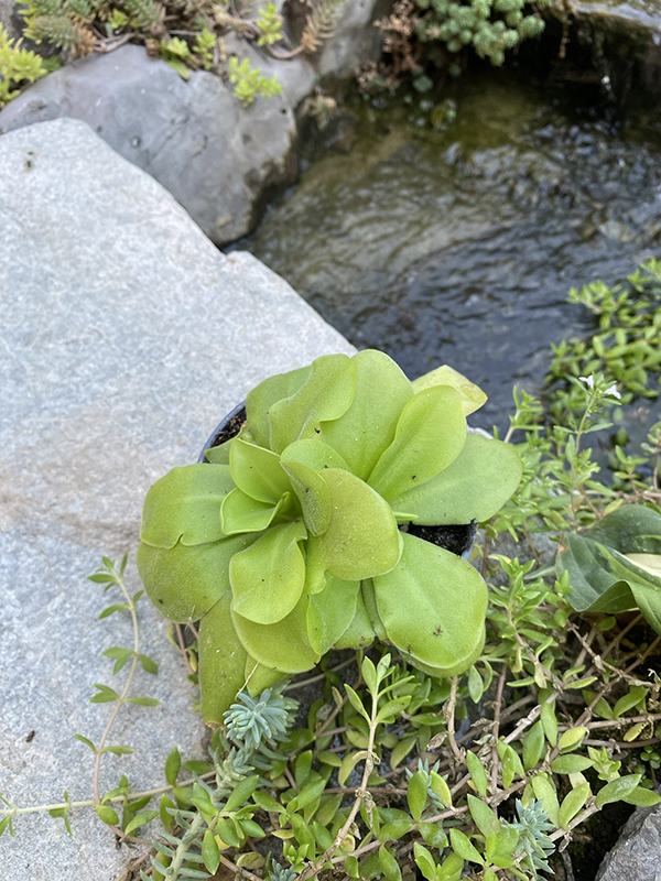 Pinguicula (Masna biljka)