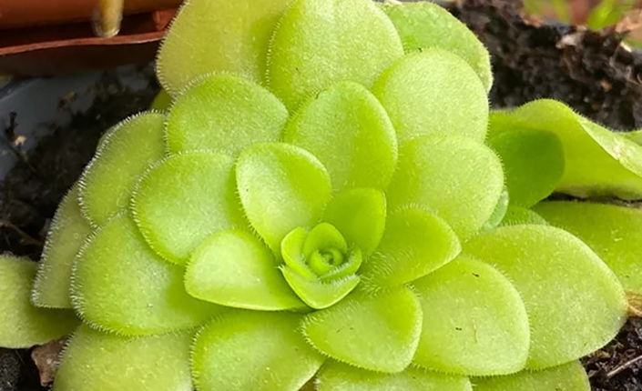 Pinguicula (Masna biljka)