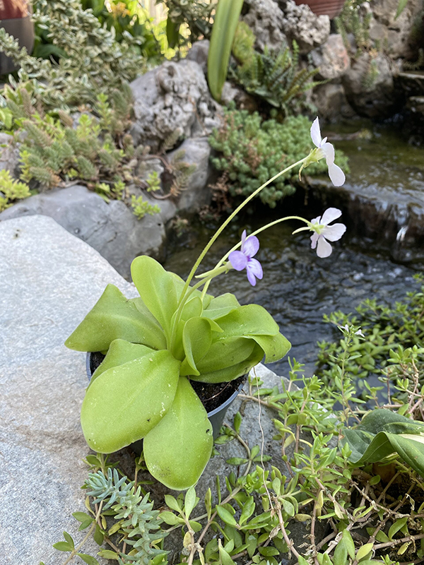 Pinguicula (Masna biljka)1