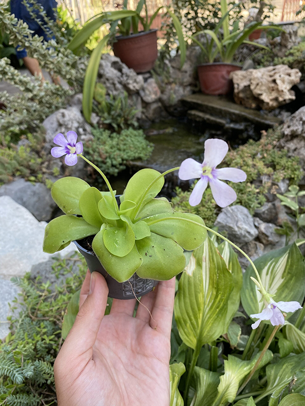 Pinguicula (Masna biljka)2