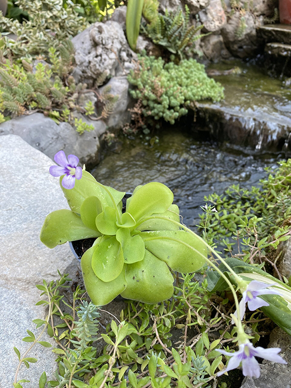 Pinguicula (Masna biljka)3