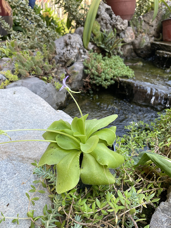 Pinguicula (Masna biljka)4