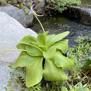 Pinguicula