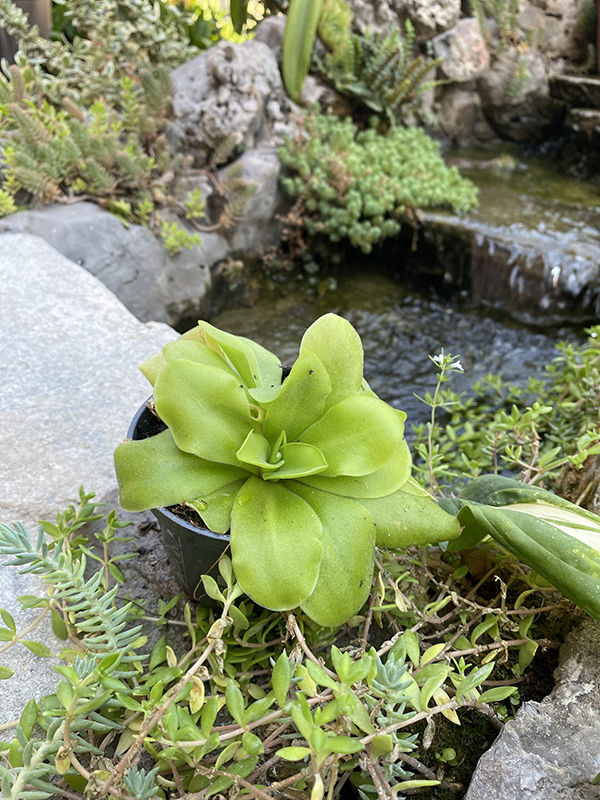 Pinguicula (Masna biljka)6