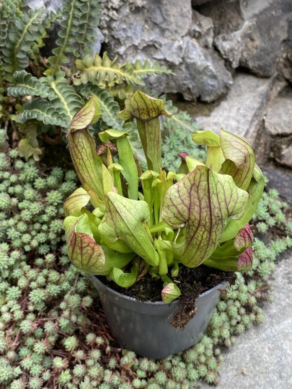 Sarracenia Maroon hybride