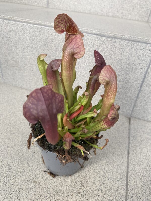 Sarracenia barba red