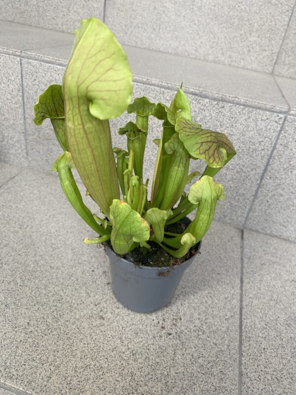 Sarracenia barba green