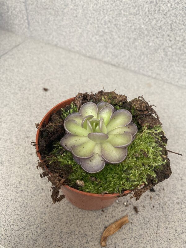 Pinguicula  Cyclosecta